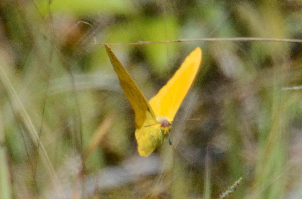 097 2015-01160745b Everglades NP, FL.JPG - Large Orange Sulphur (Phoebis agarithe). Butterfly. Everglades National Park, FL, 1-16-2015